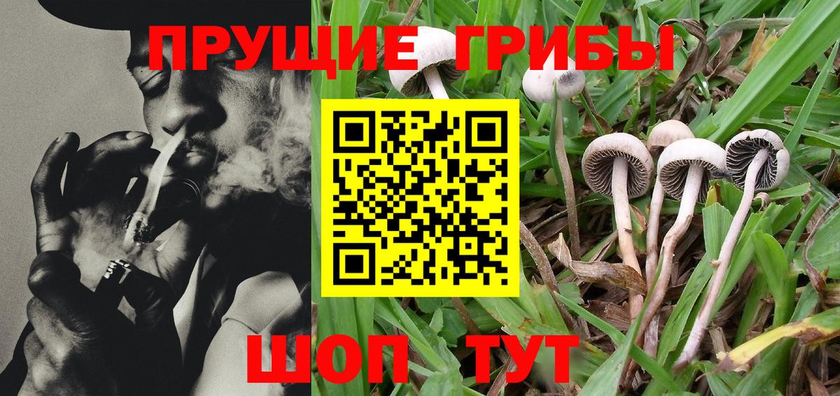 Галлюциногенные грибы Cubensis Котовск